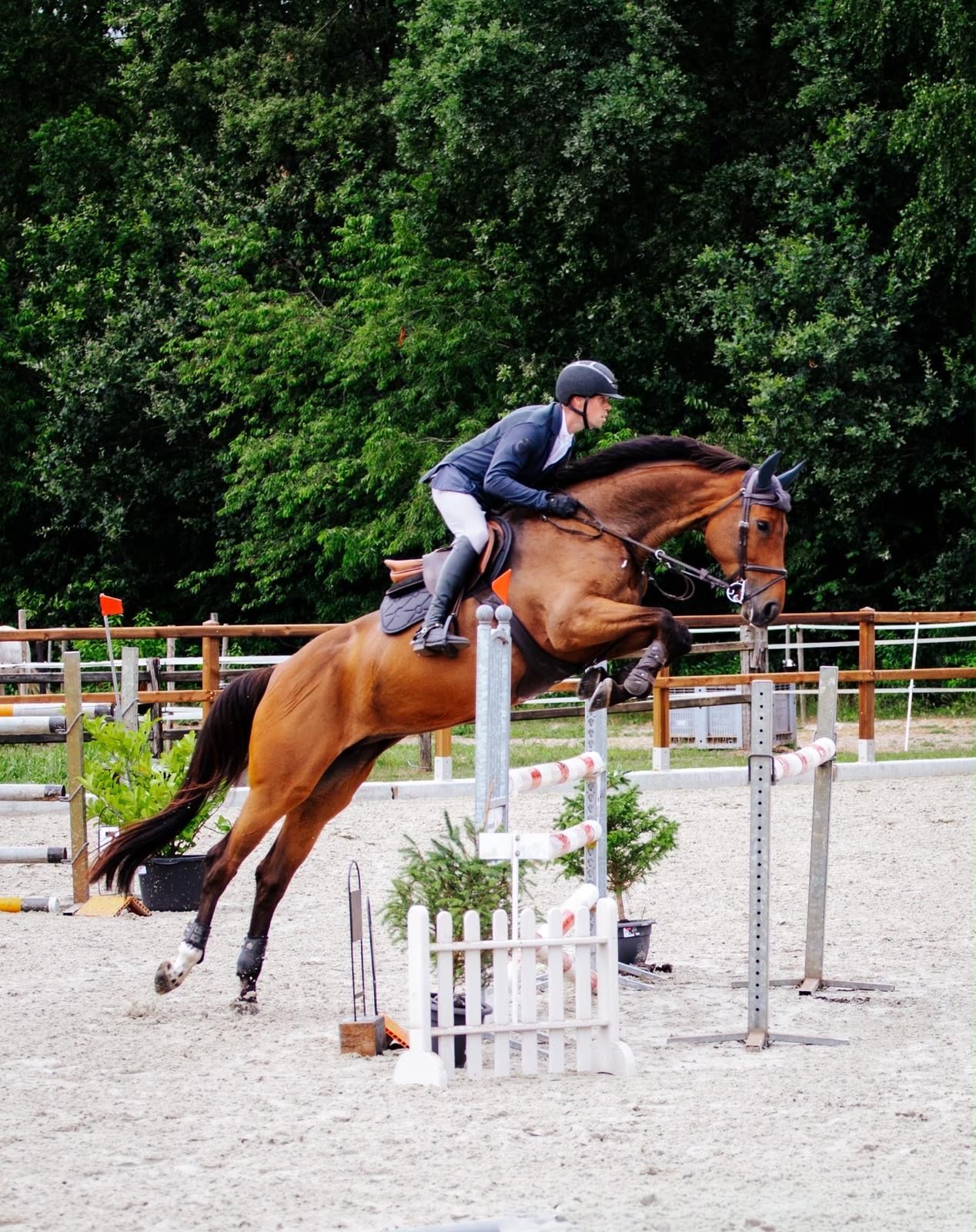 kwpn springpaard merrie 6 歳 donkerbruin 売り出し中 - 写真 2