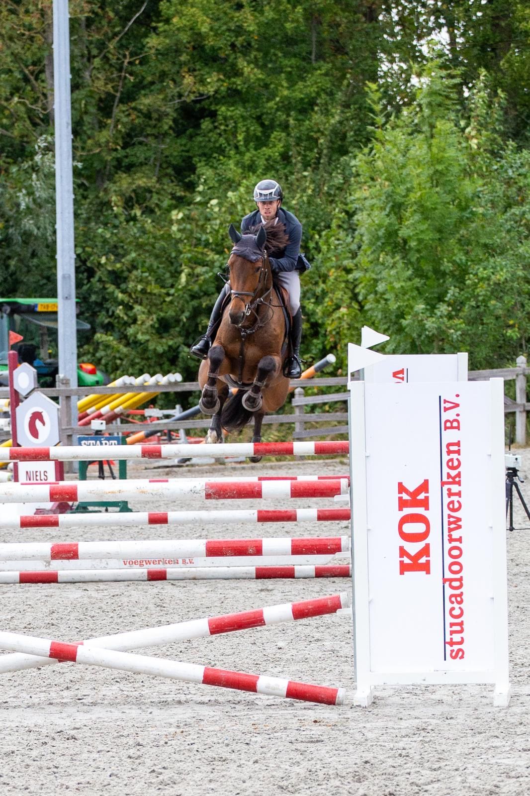 kwpn springpaard merrie 6 歳 donkerbruin 売り出し中 - 写真 3