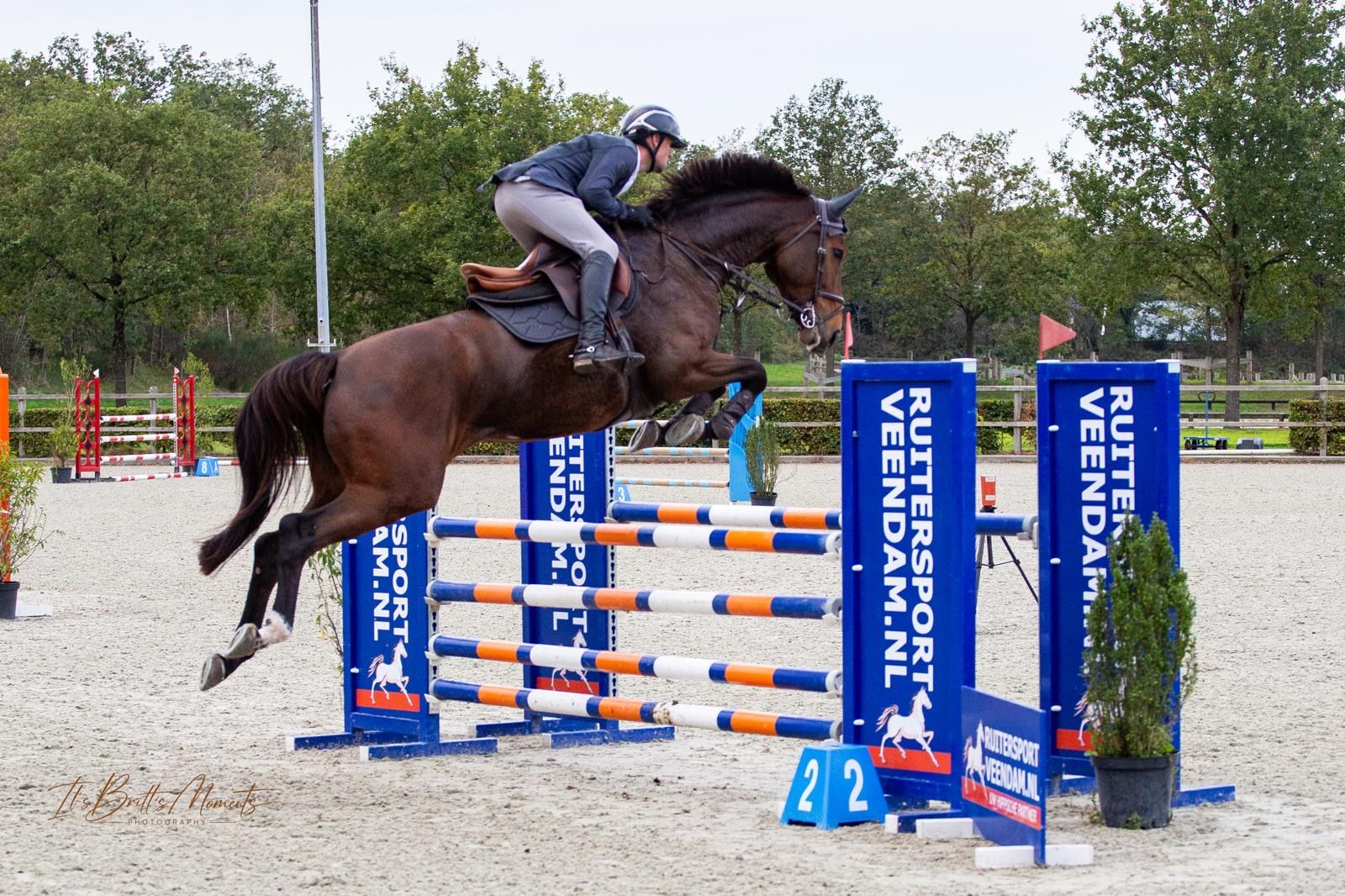 kwpn springpaard merrie 6 歳 donkerbruin 売り出し中 - 写真 4
