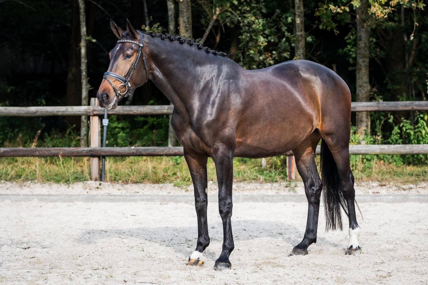 kwpn dressuurpaard merrie 4 Jahre alt donkerbruin zu verkaufen - Foto 2