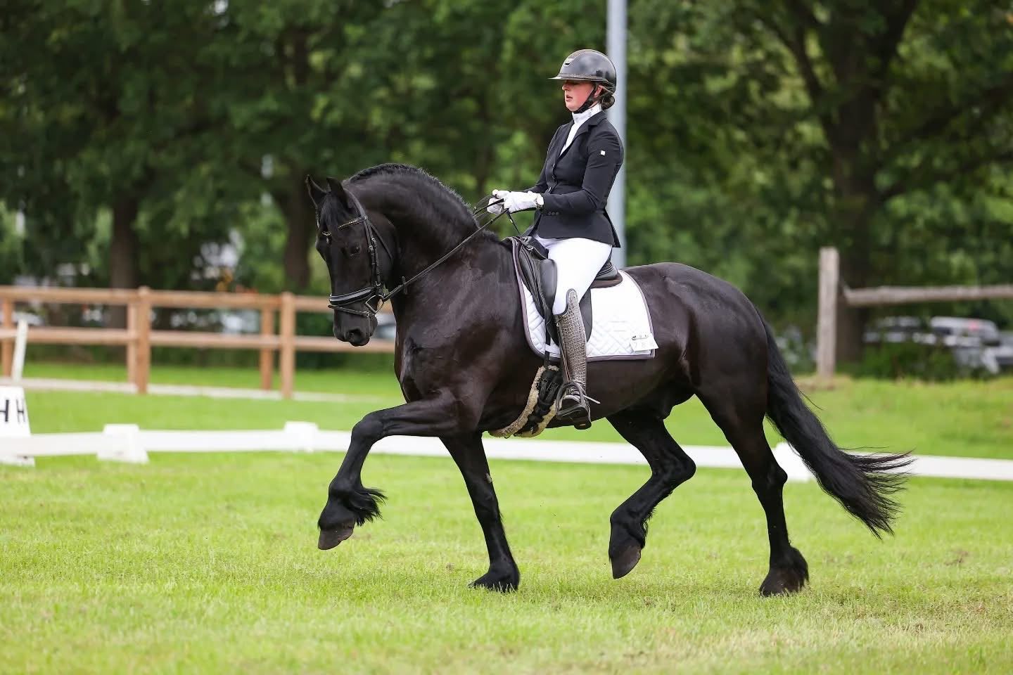 Talented Friesian gelding