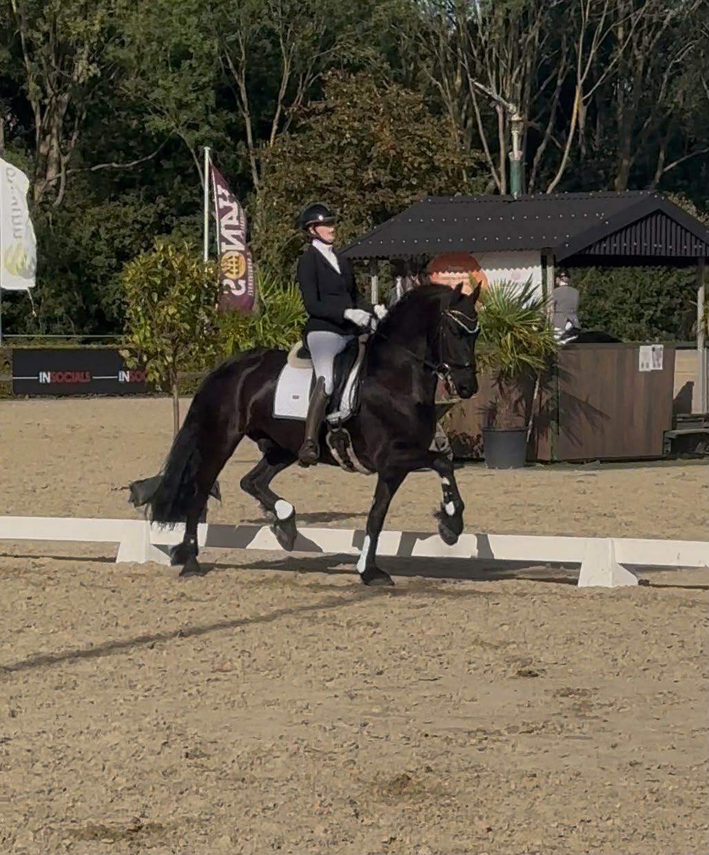ander dressuurpaard ruin 6 years old zwart for sale - Photo 3