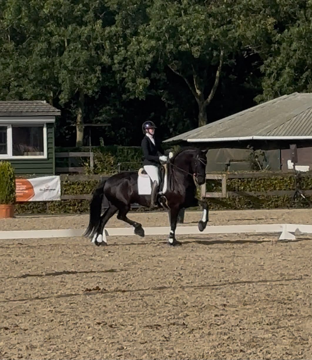 ander dressuurpaard ruin 6 years old zwart for sale - Photo 4
