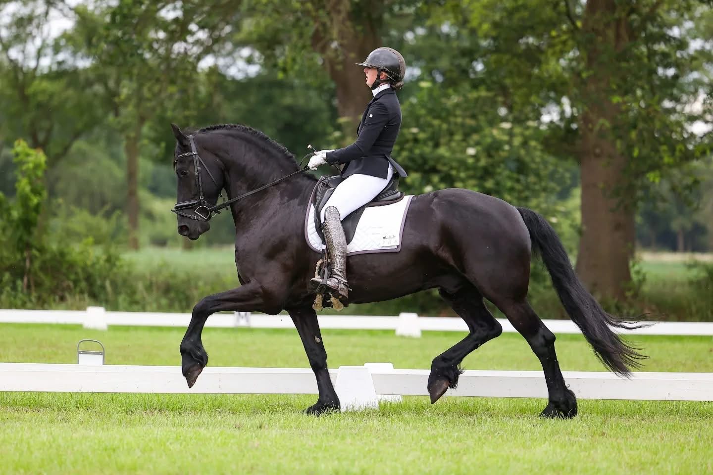 ander dressuurpaard ruin 6 years old zwart for sale - Photo 2