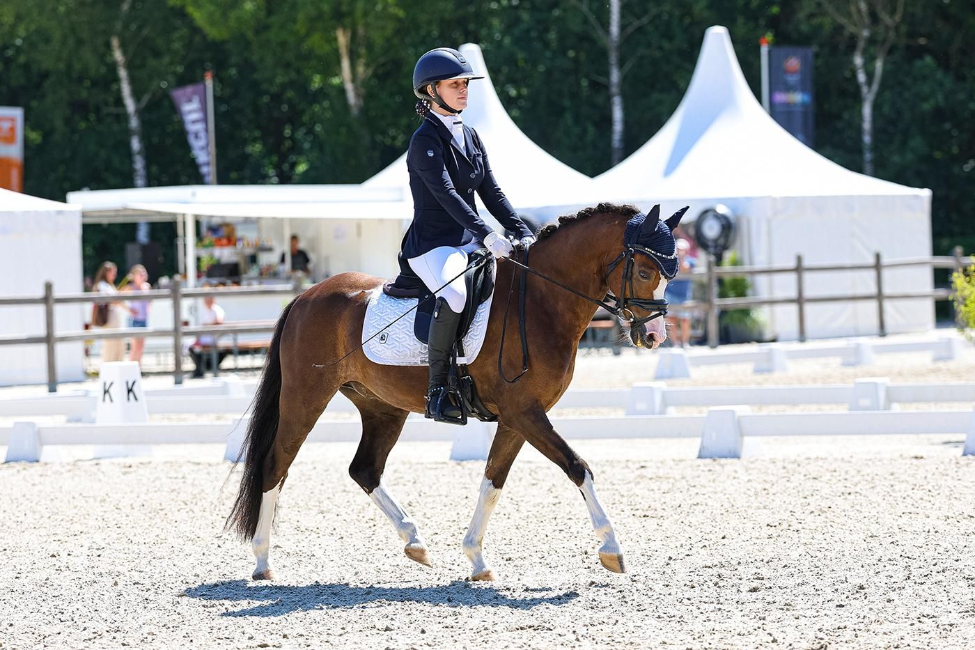 welsh allround-pony ruin 8 years old donkerbruin for sale - Photo 2