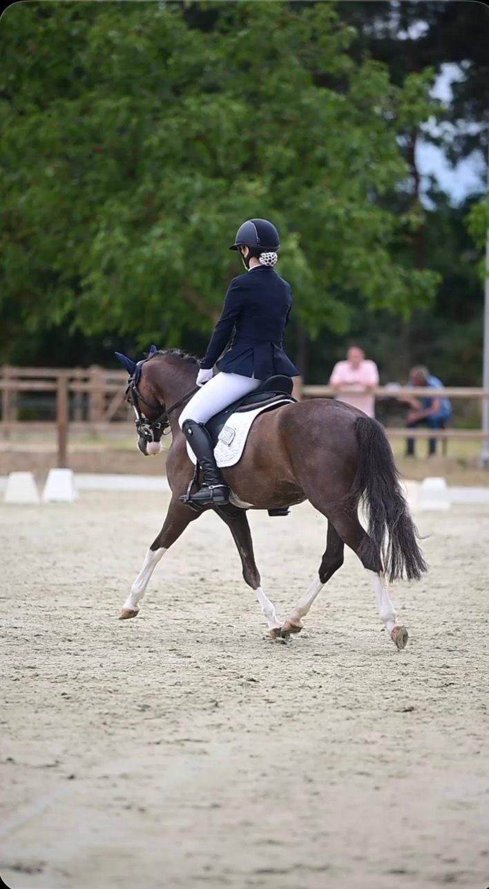 welsh allround-pony ruin 8 years old donkerbruin for sale - Photo 5