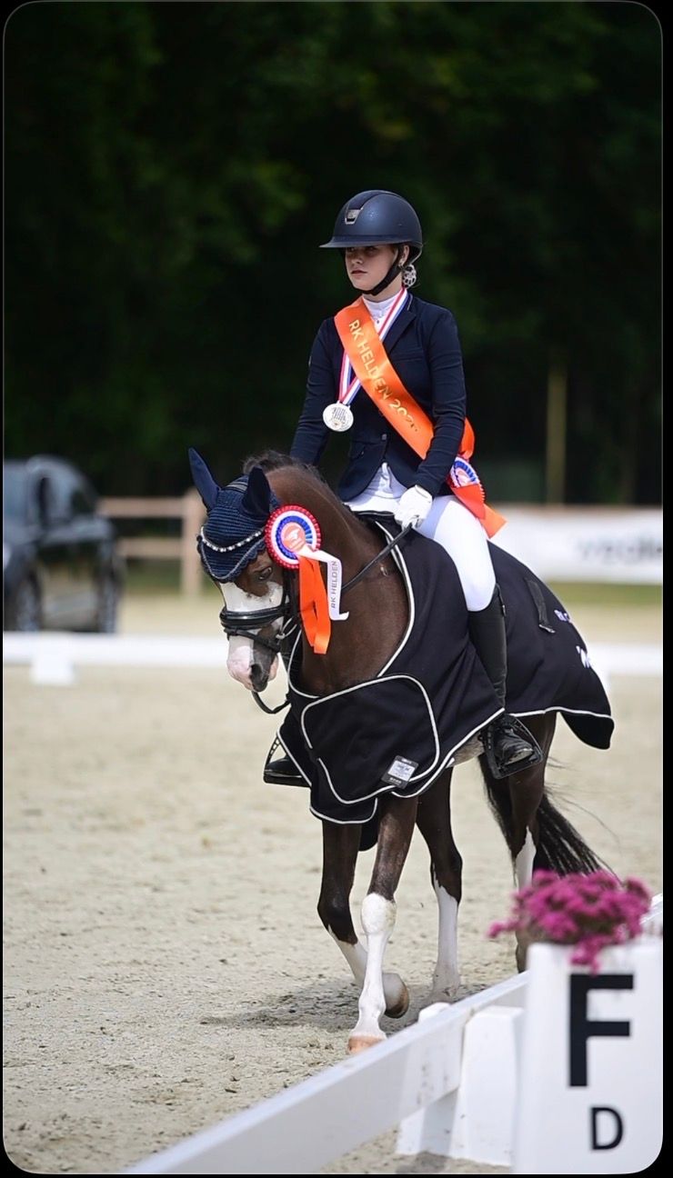 welsh allround-pony ruin 8 years old donkerbruin for sale - Photo 4