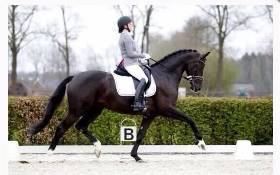 kwpn dressuurpaard merrie 6 år zwart till salu - Foto 5