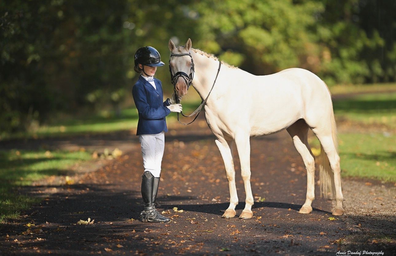 nrps dressuurpony merrie 5 years old andere-kleur for sale - Photo 3