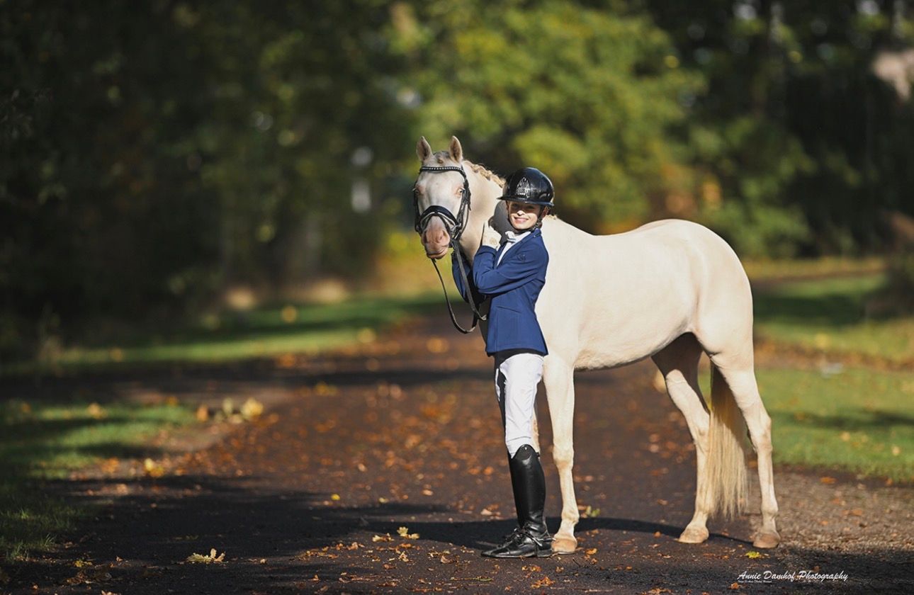 nrps dressuurpony merrie 5 years old andere-kleur for sale - Photo 2