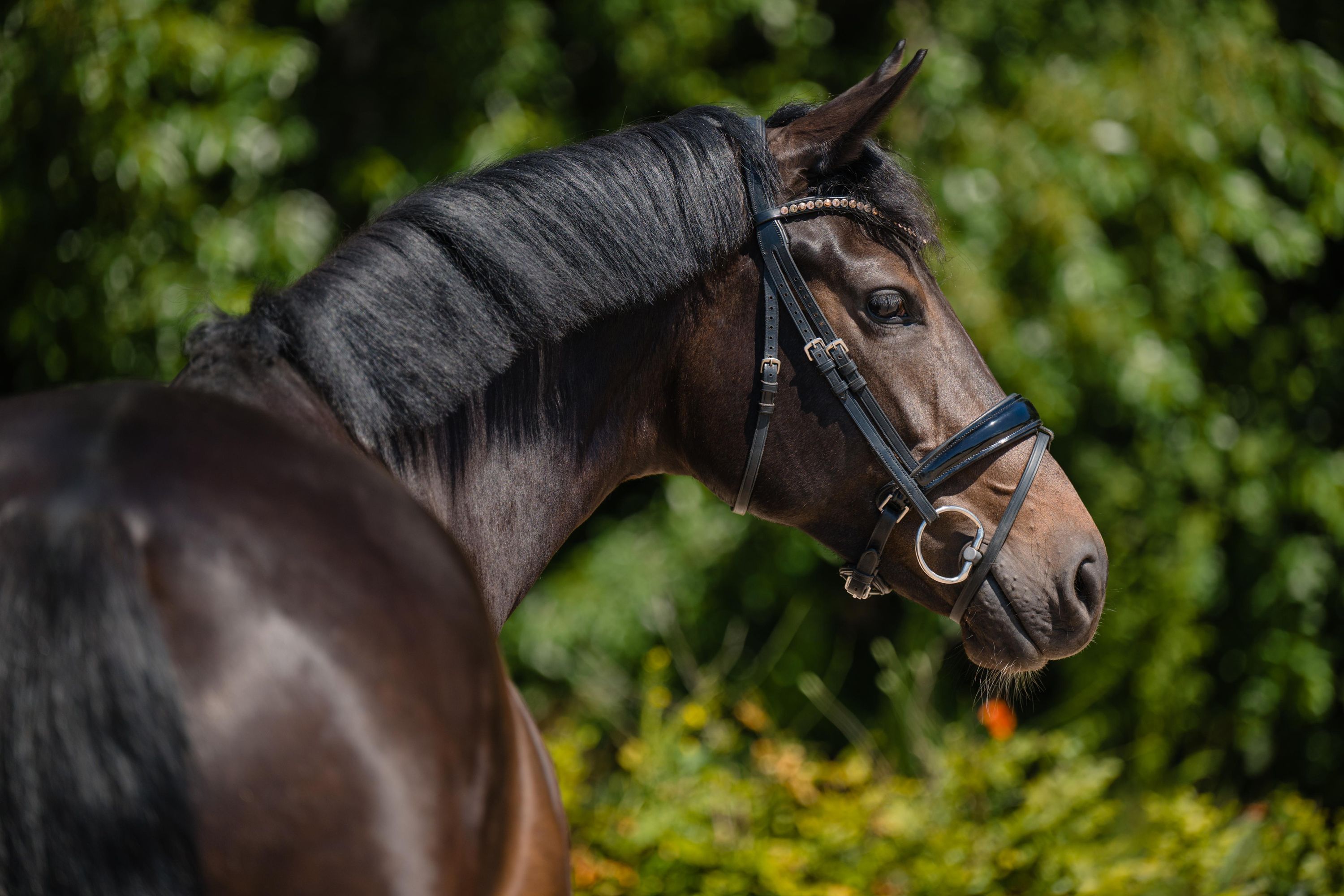 kwpn dressuurpaard merrie 5 years old donkerbruin for sale - Photo 4