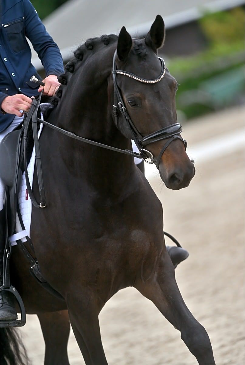 kwpn dressuurpaard merrie 5 years old donkerbruin for sale - Photo 3