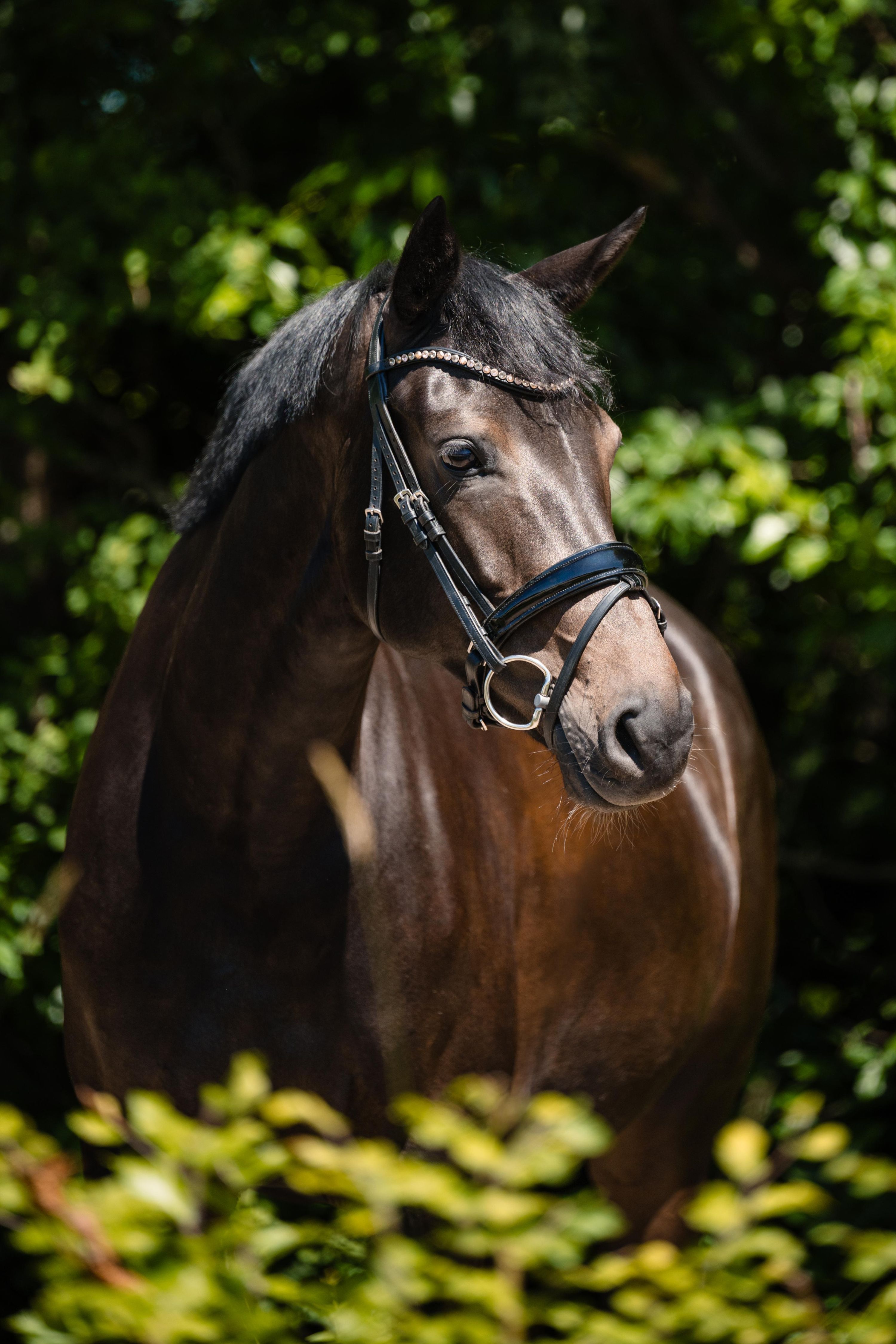 kwpn dressuurpaard merrie 5 years old donkerbruin for sale - Photo 5