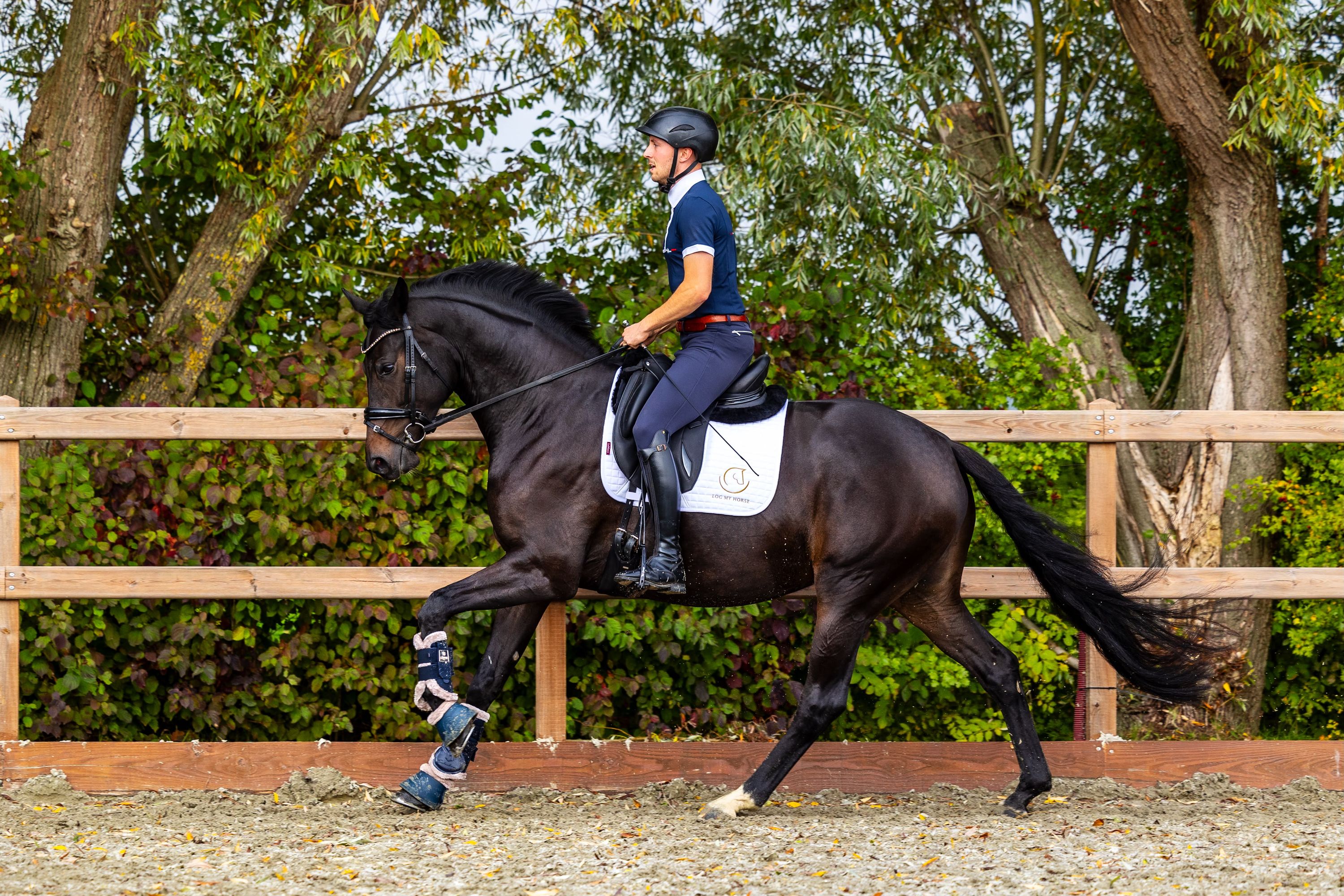 kwpn dressuurpaard merrie 5 years old donkerbruin for sale - Photo 2