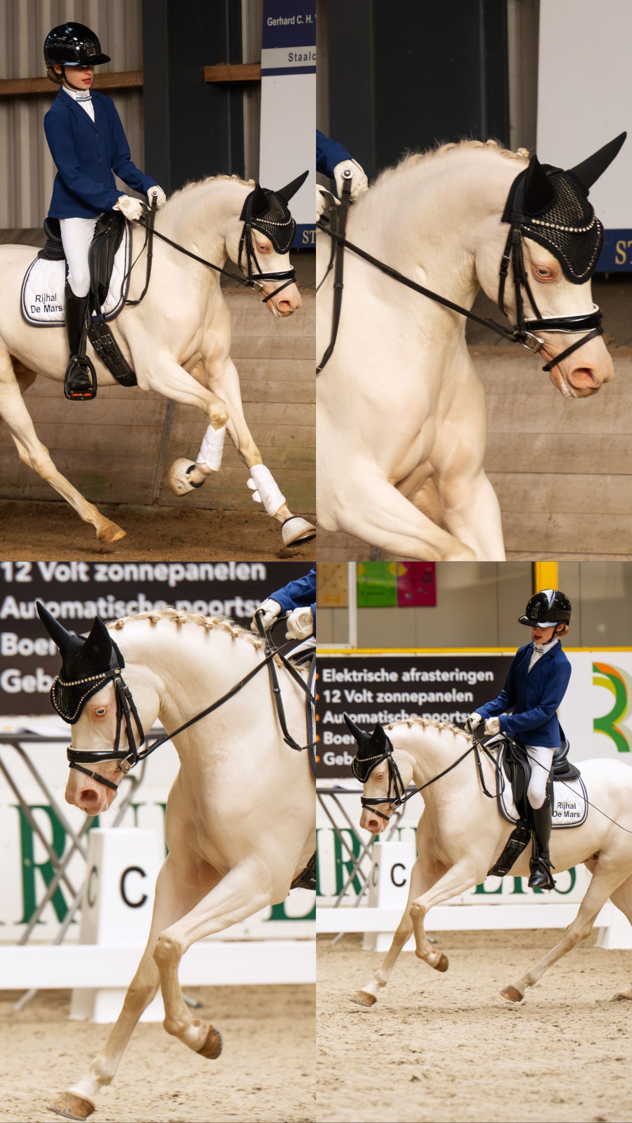 nrps dressuurpony merrie 5 Jahre alt andere-kleur zu verkaufen - Foto 4