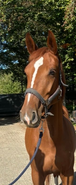 anglo-europees merrie 3 ans à vendre - Photo 2