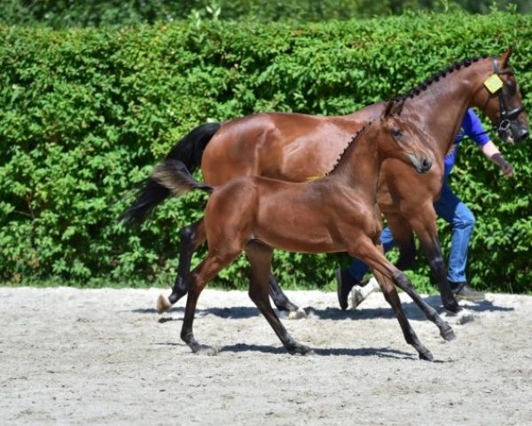 kwpn paard merrie 0 ans à vendre - Photo 4