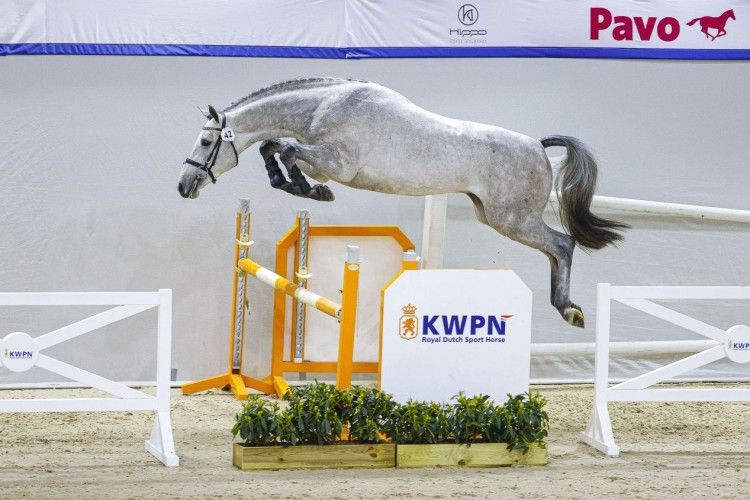 kwpn paard merrie 0 ans à vendre - Photo 6