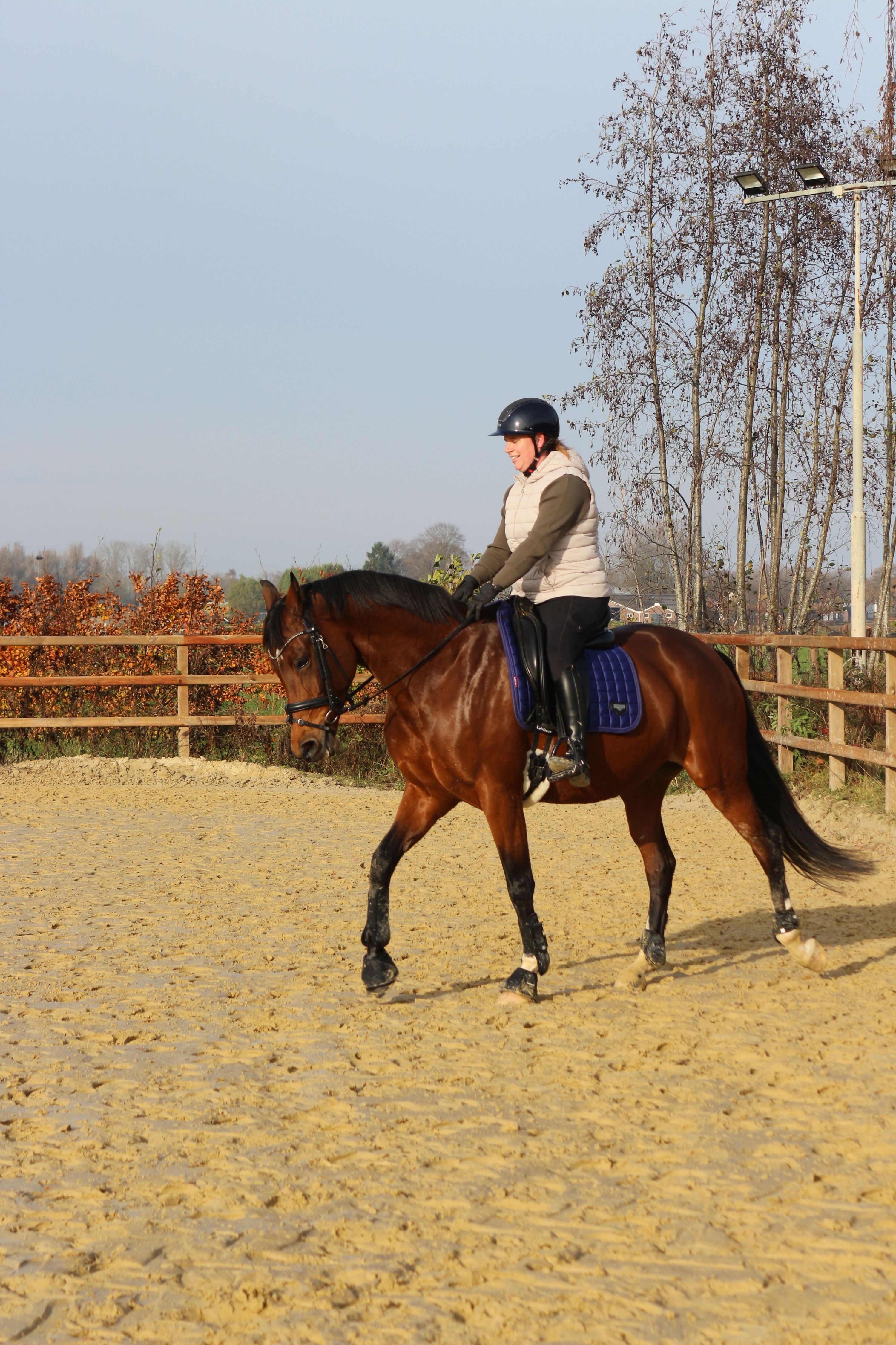 kwpn dressuurpaard merrie 8 Jahre alt bruin zu verkaufen - Foto 5