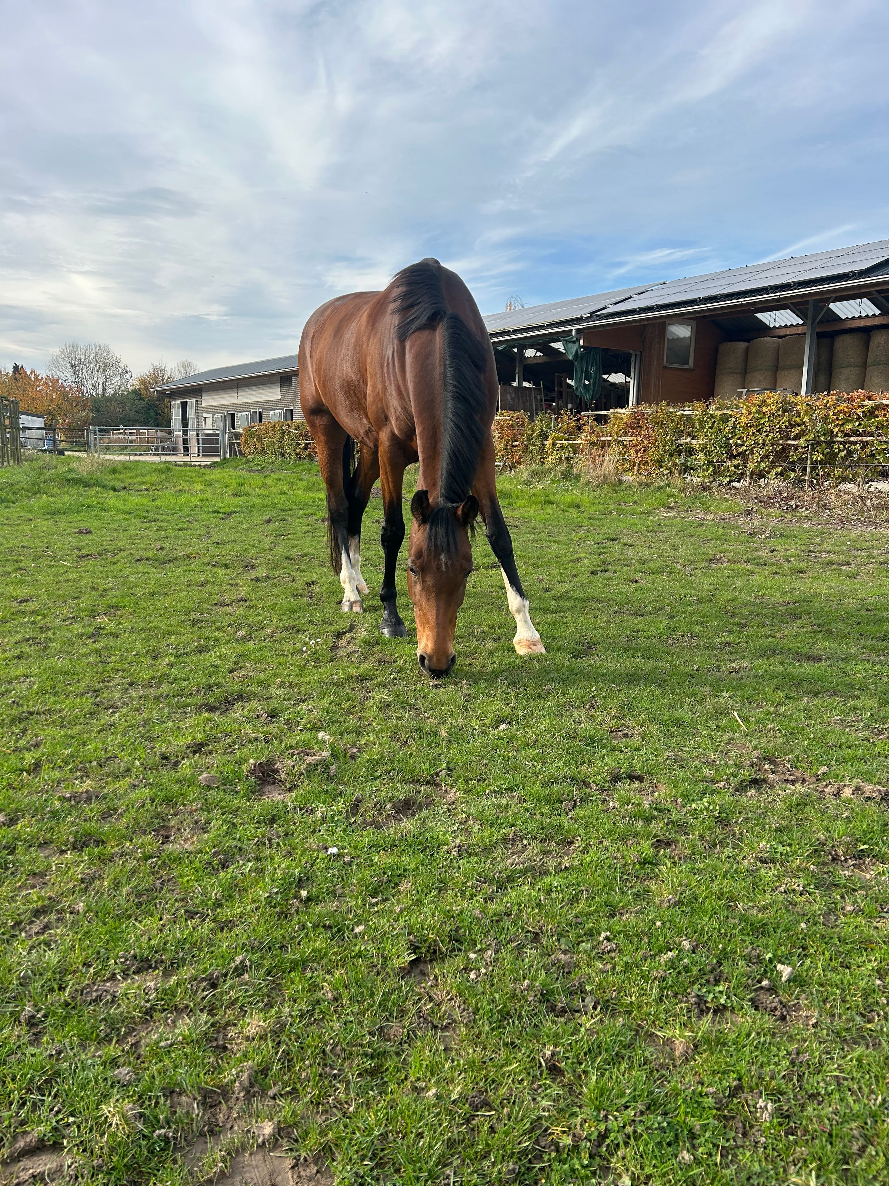 kwpn dressuurpaard merrie 8 Jahre alt bruin zu verkaufen - Foto 2