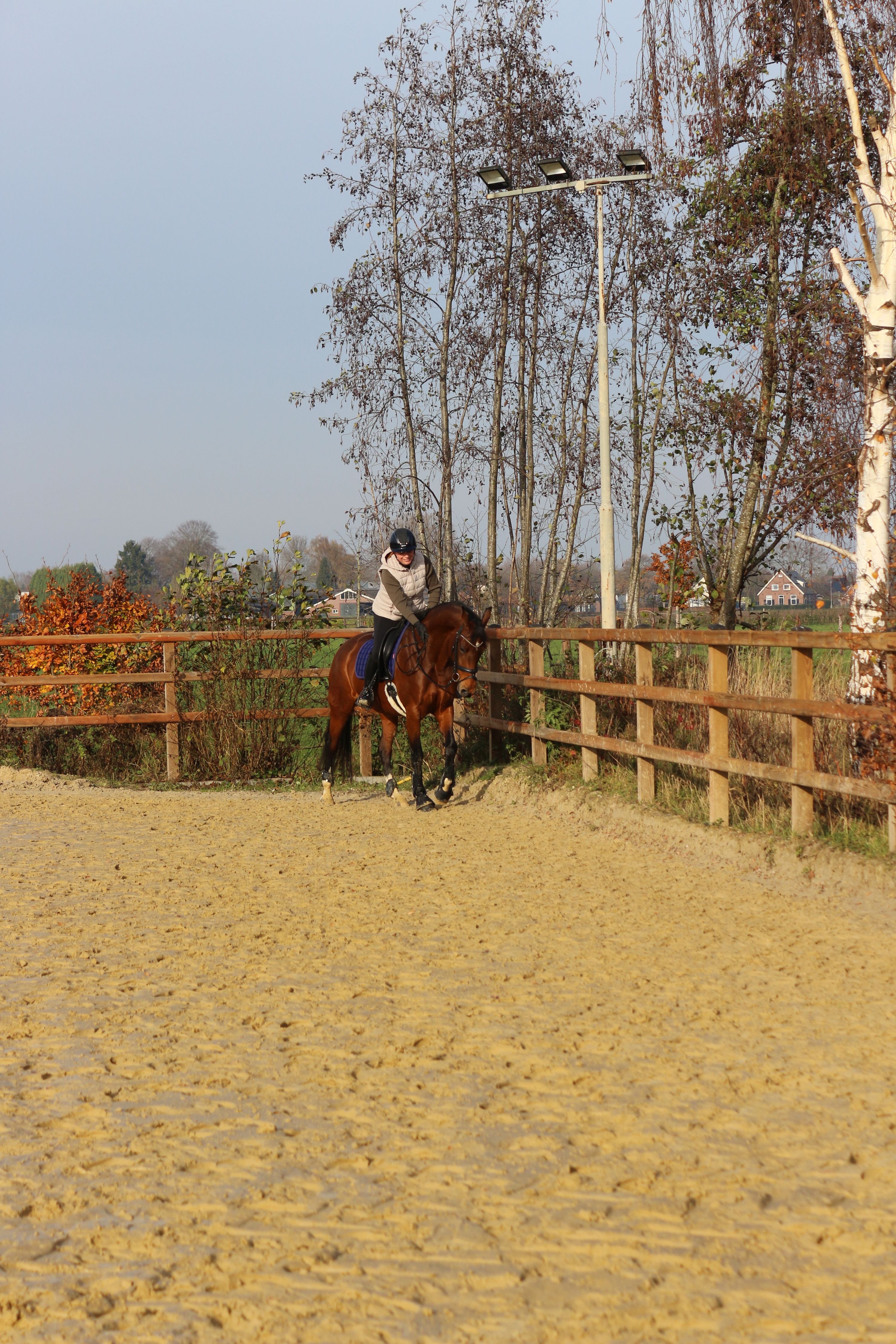 kwpn dressuurpaard merrie 8 Jahre alt bruin zu verkaufen - Foto 4