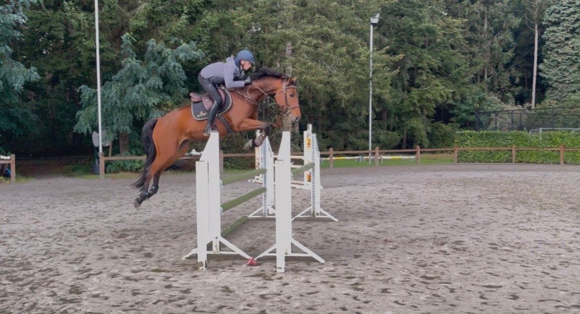 zangersheide springpaard merrie 5 år till salu - Foto 6