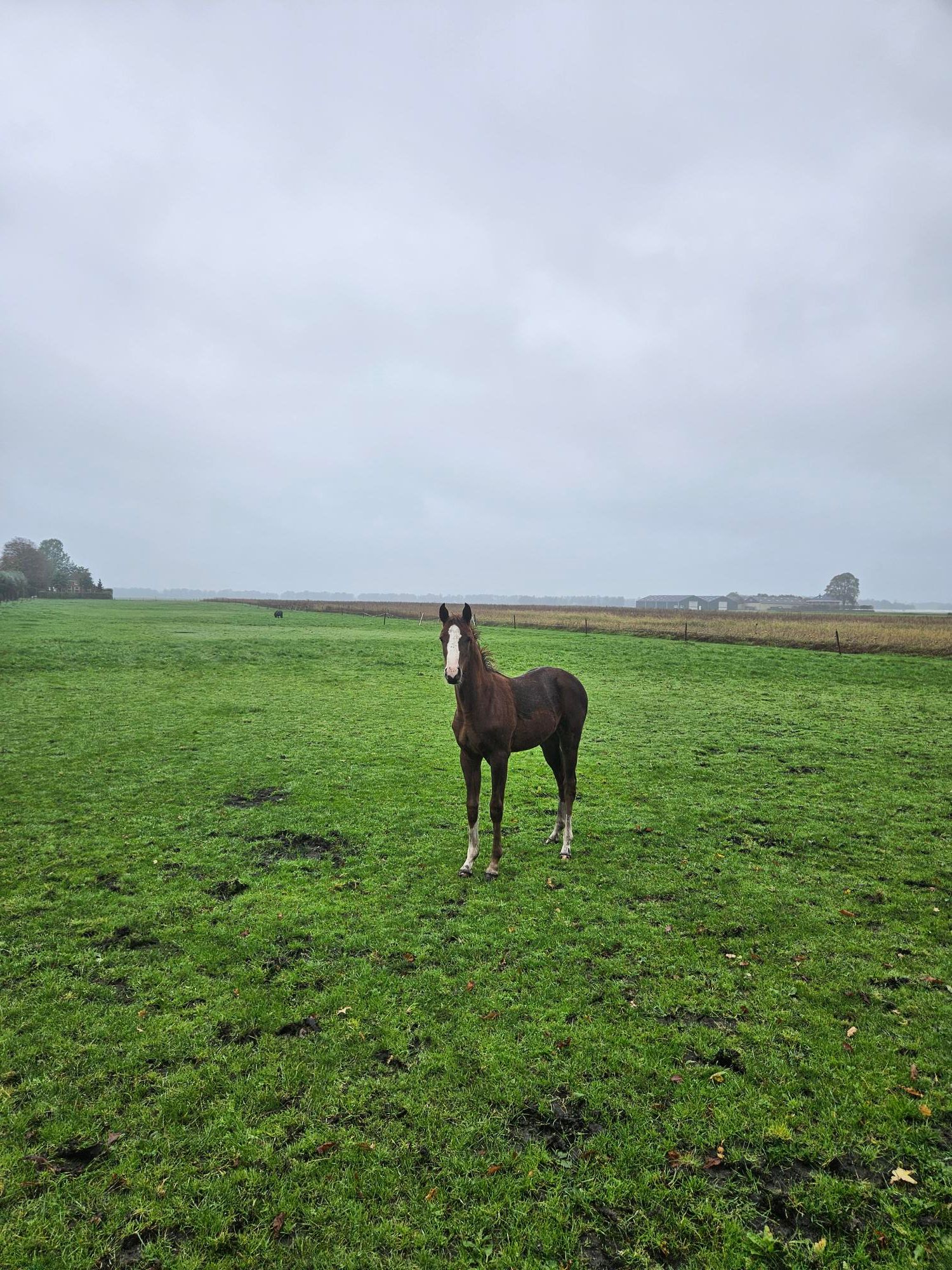 WIERELLA B POULAIN SAMBUCCI DE MUZE X New Pleasure vdl