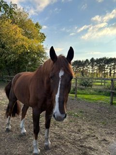 zangersheide allrounder ruin 13 ans kastanje à vendre - Photo 6
