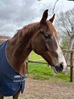 zangersheide allrounder ruin 13 ans kastanje à vendre - Photo 2