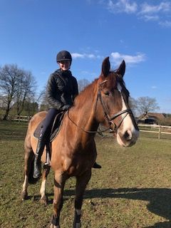 zangersheide allrounder ruin 13 ans kastanje à vendre - Photo 4