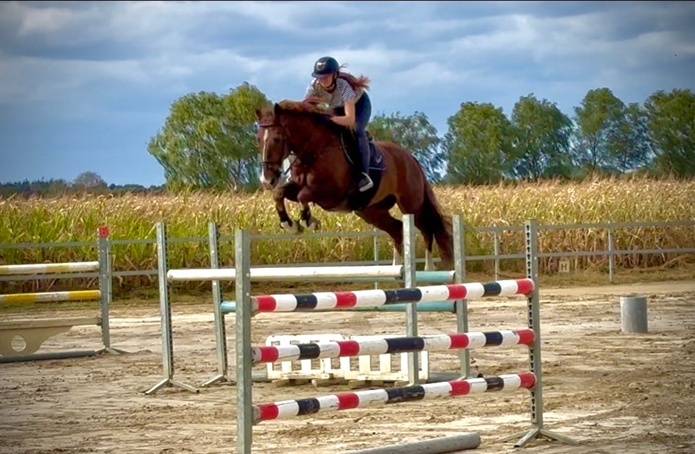 zangersheide allrounder ruin 13 ans kastanje à vendre - Photo 5