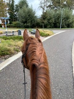 zangersheide allrounder ruin 13 ans kastanje à vendre - Photo 3