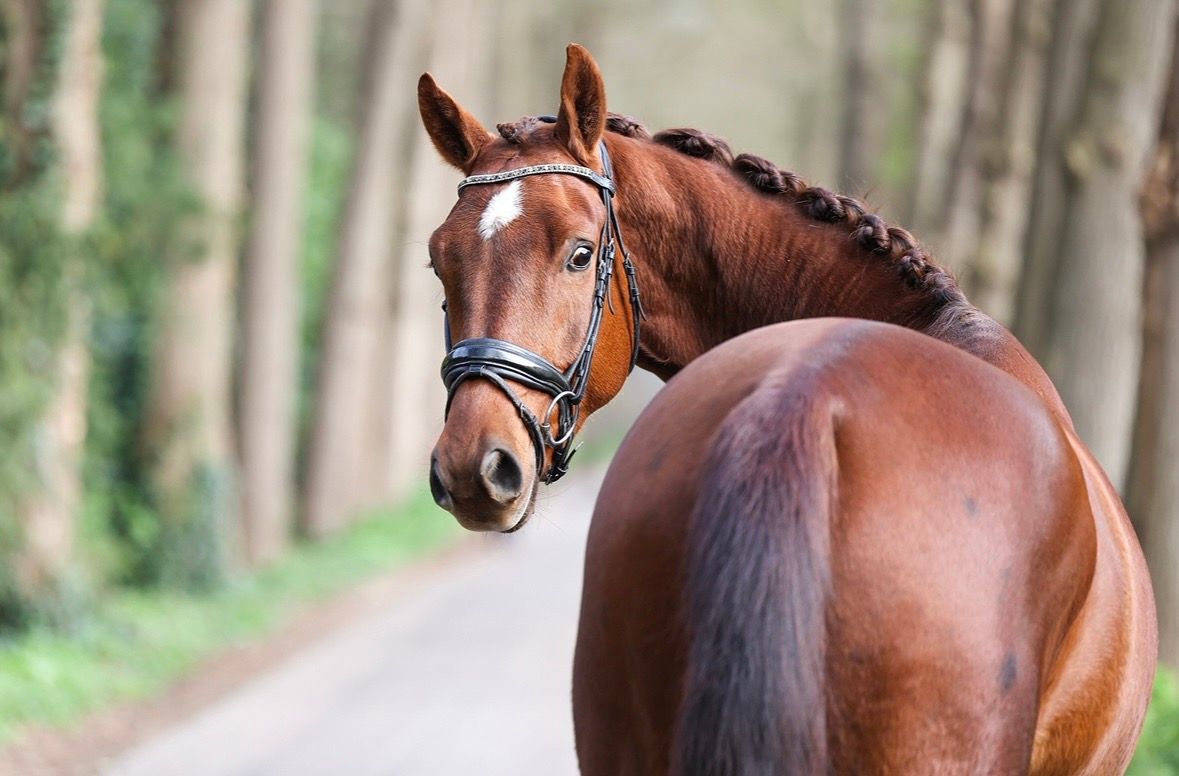 kwpn dressuurpaard ruin 4 Jahre alt vos zu verkaufen - Foto 4