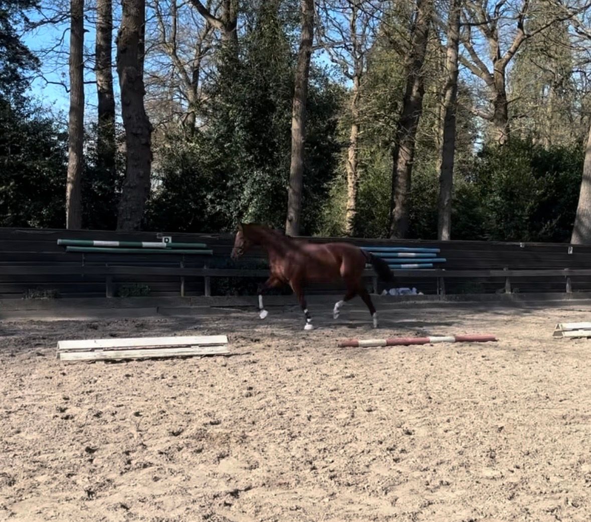 kwpn dressuurpaard ruin 4 Jahre alt vos zu verkaufen - Foto 3