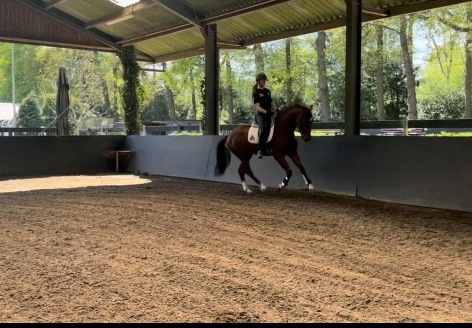kwpn dressuurpaard ruin 4 Jahre alt vos zu verkaufen - Foto 2