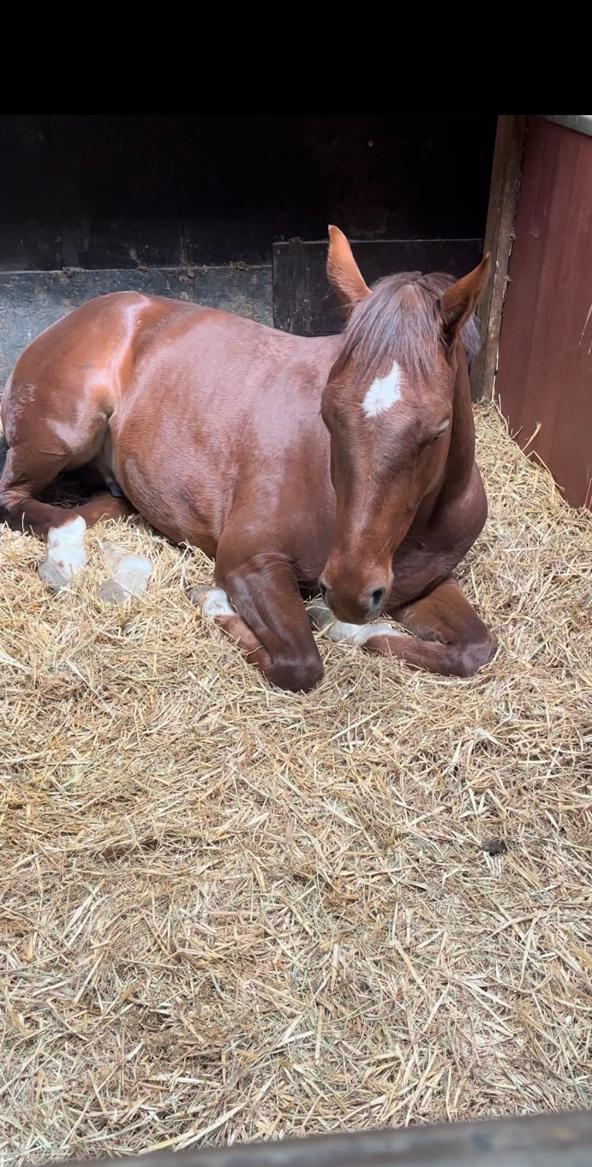 kwpn dressuurpaard ruin 4 Jahre alt vos zu verkaufen - Foto 5