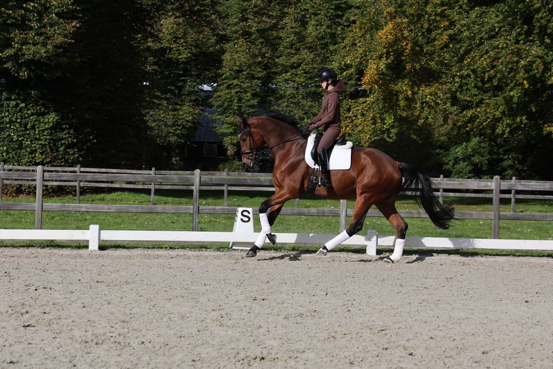 kwpn dressuurpaard ruin 5 år bruin til salg - Foto 2
