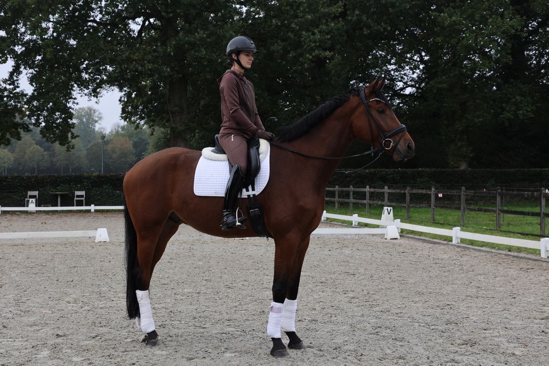 kwpn dressuurpaard ruin 5 år bruin til salg - Foto 4