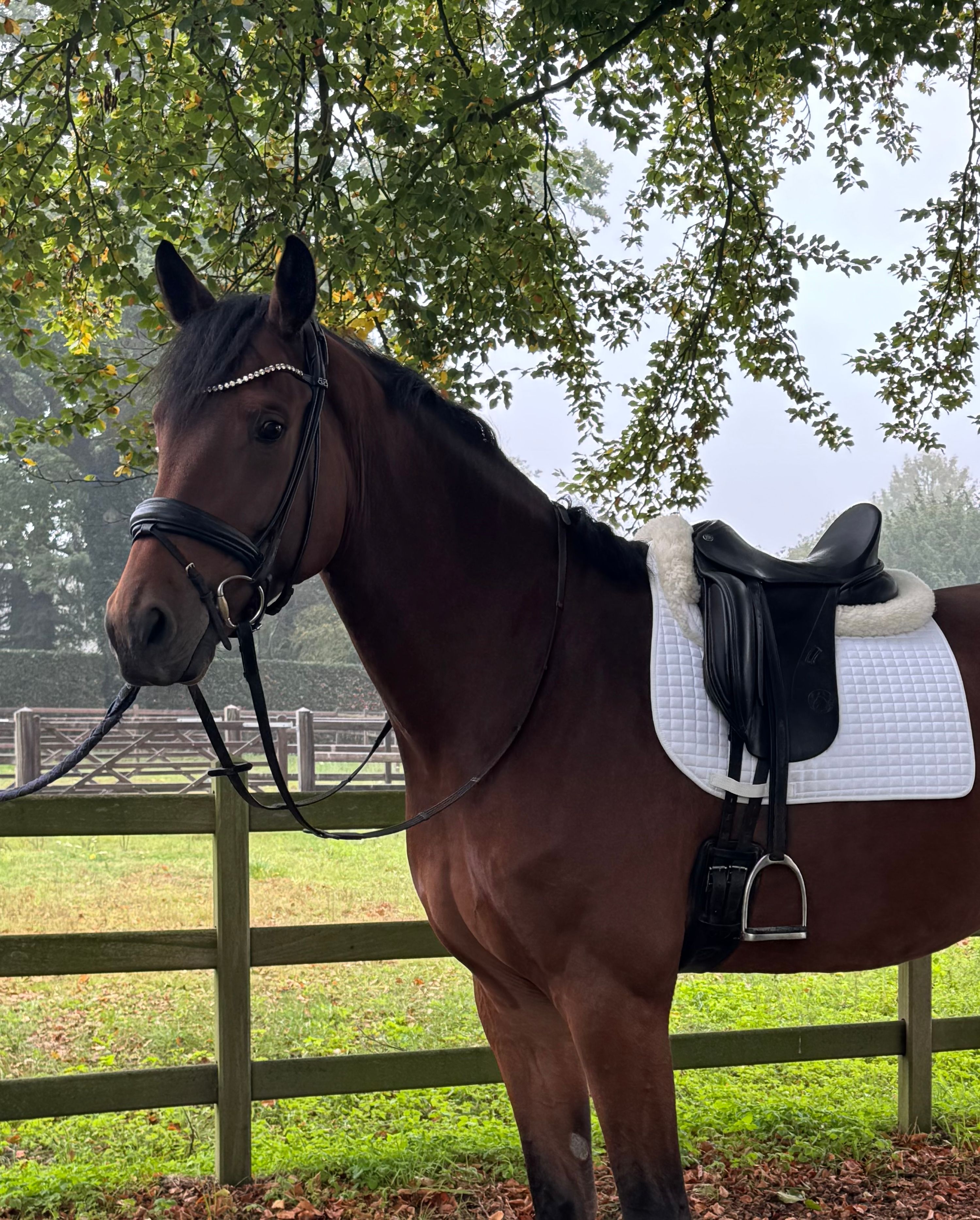 kwpn dressuurpaard ruin 5 år bruin til salg - Foto 5