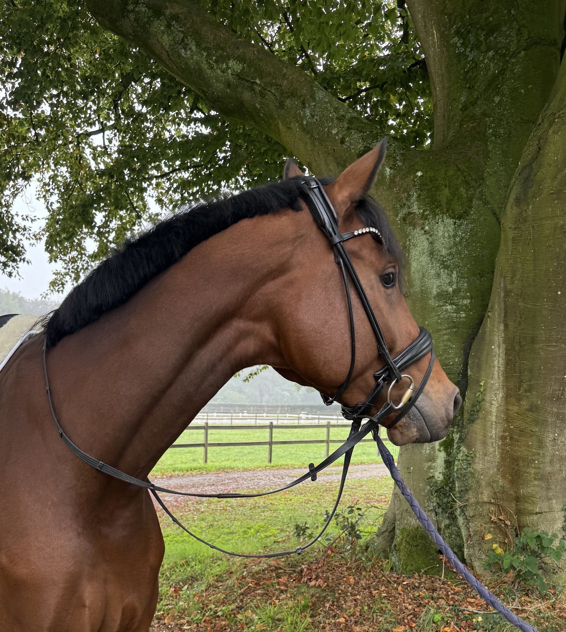 kwpn dressuurpaard ruin 5 år bruin til salg - Foto 3