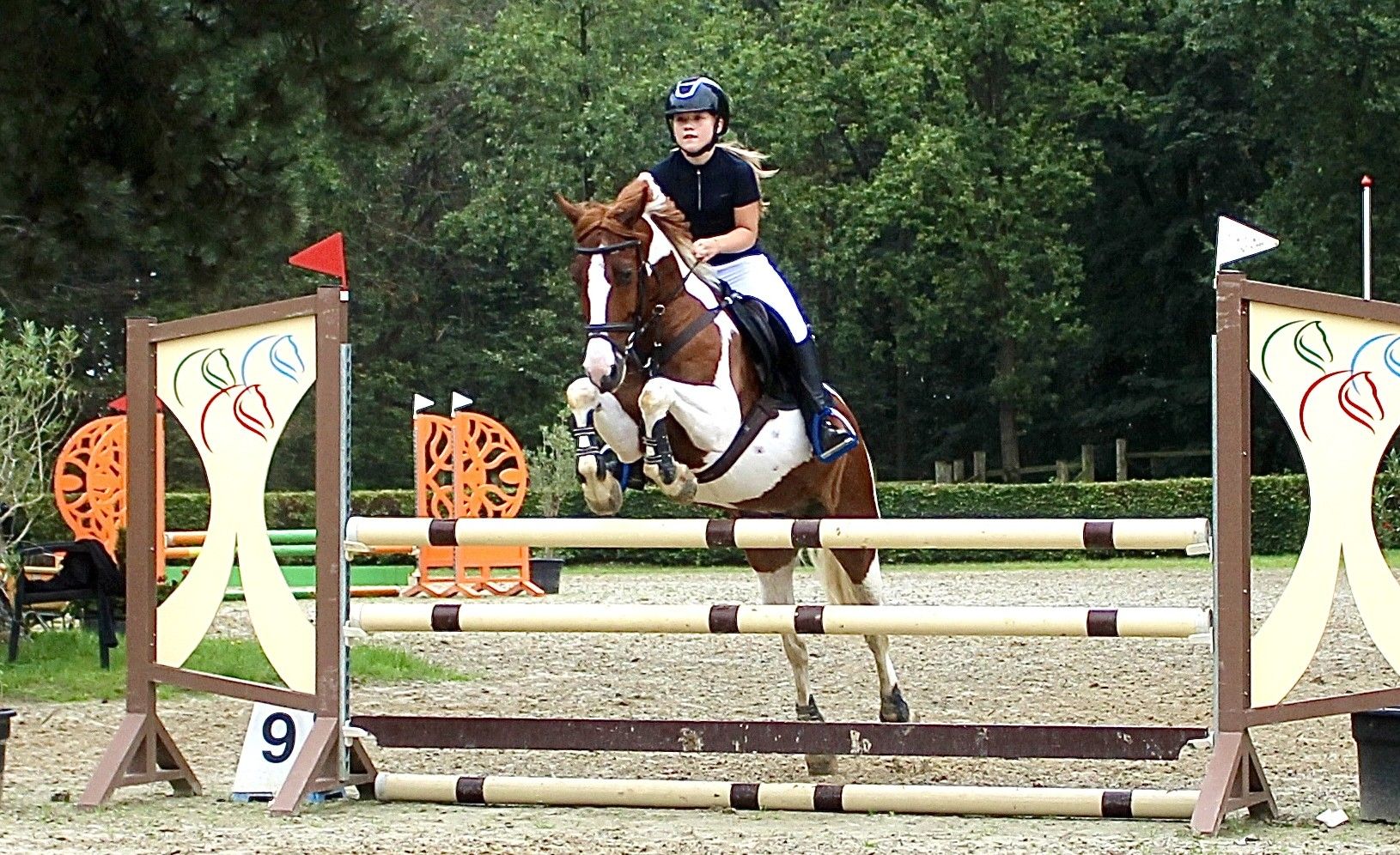 ForSale.Horse: Jack - Monipuolinen urheiluponi kultaisella luonteella