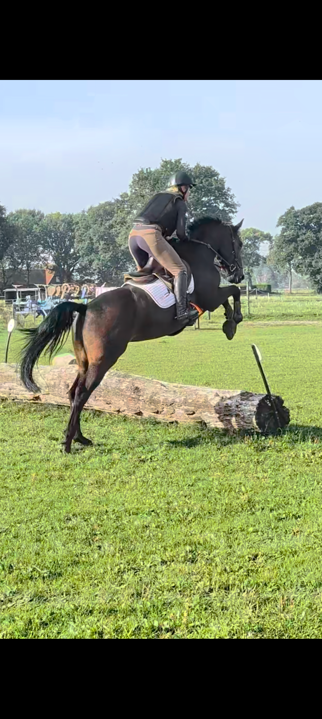 zangersheide eventingpaard merrie 4 años donkerbruin en venta - Foto 2