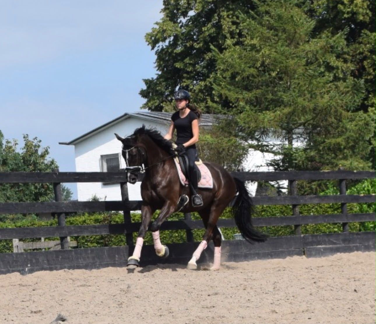 dressuurpaard merrie 8 let zwart na prodej - Foto 2