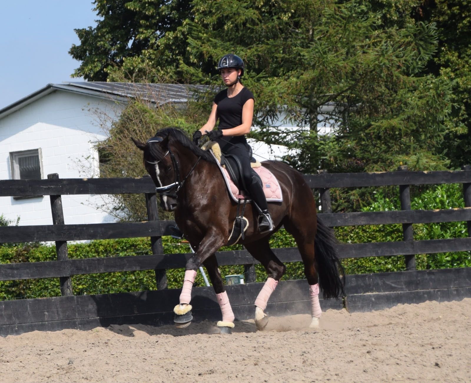 Dressage horse, Mare, 8 years