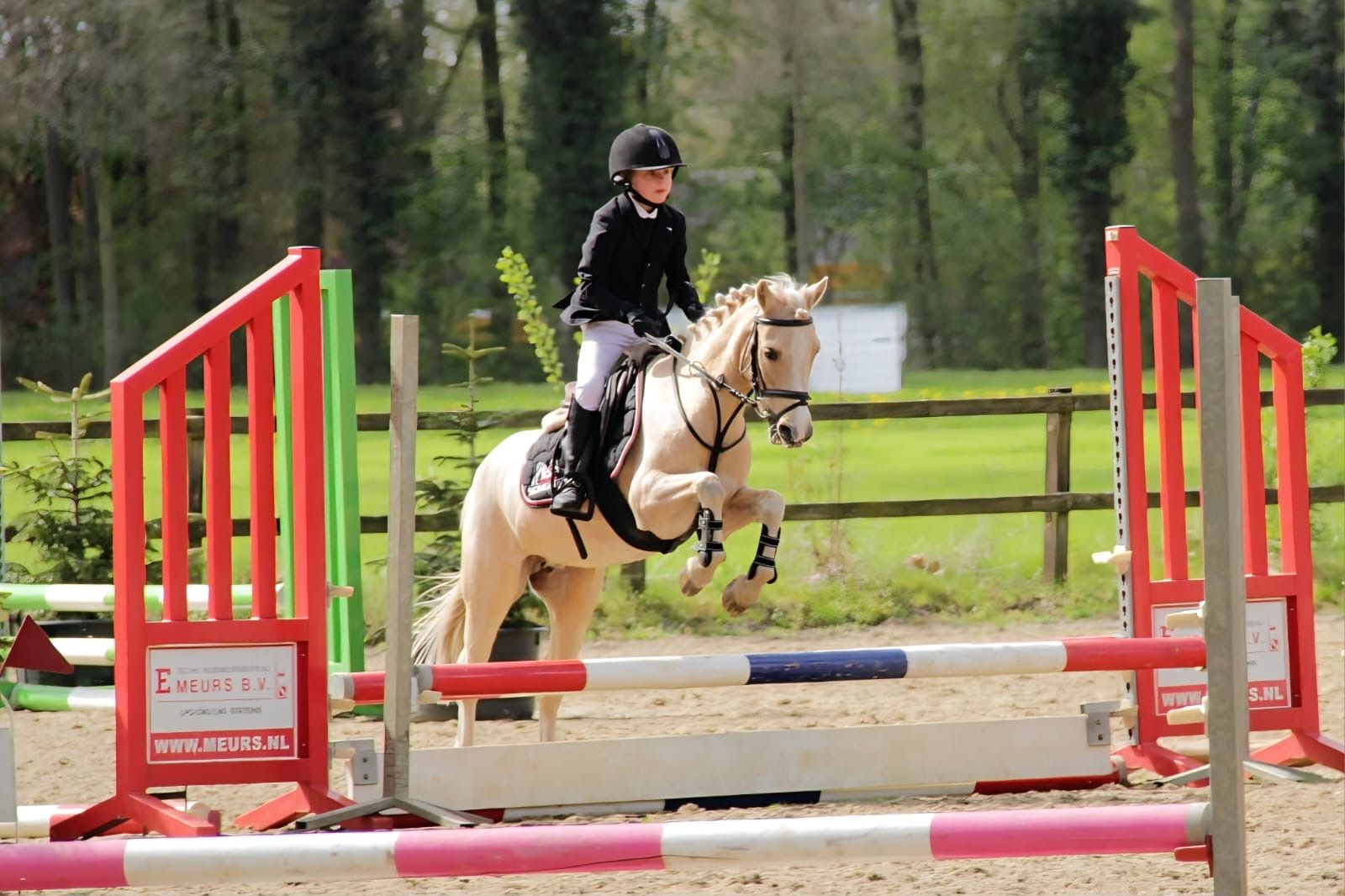 springpony merrie 24 years old palomino for sale - Photo 2