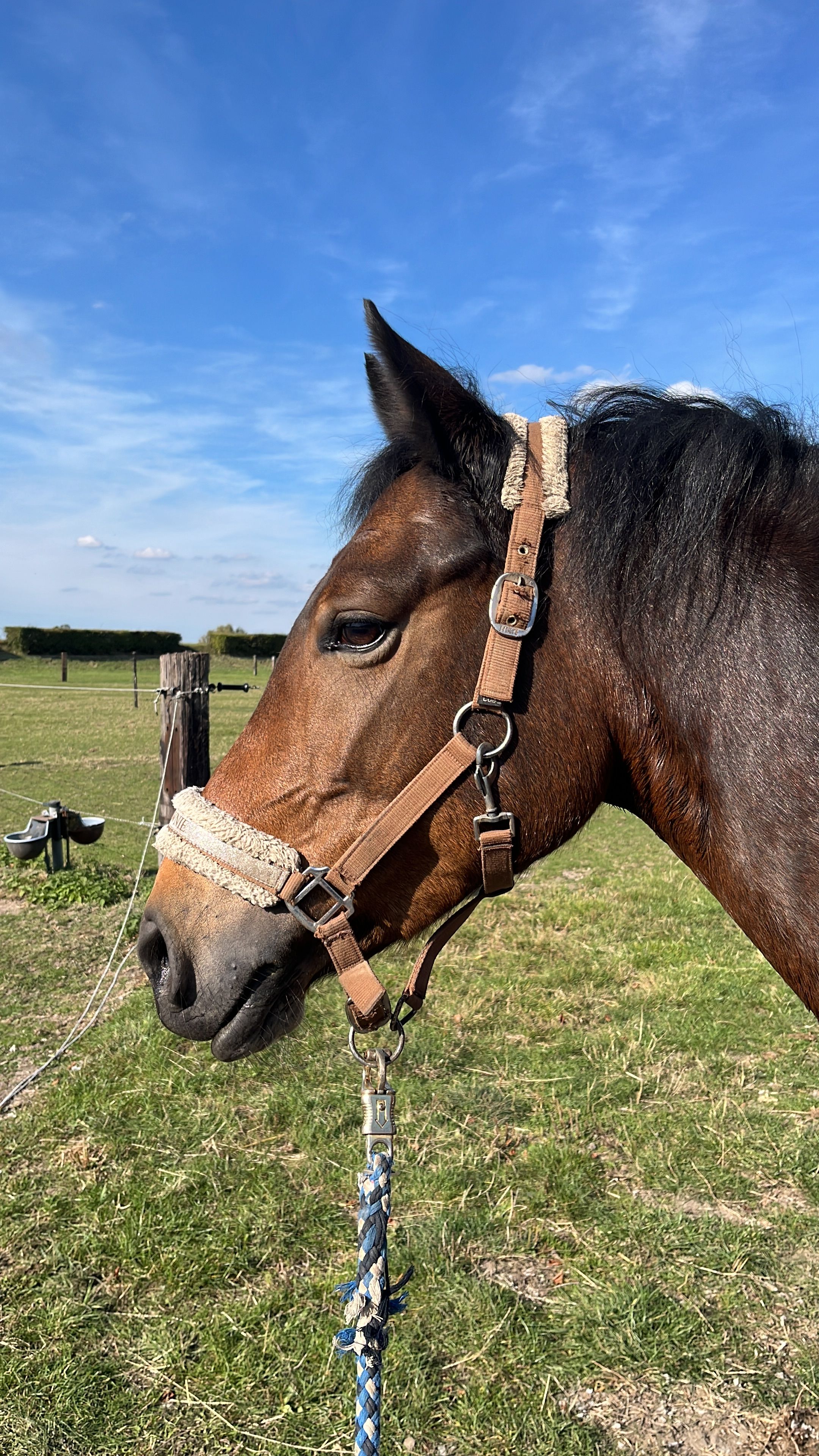 new-forest dressuurpony merrie 11 år til salg - Foto 2