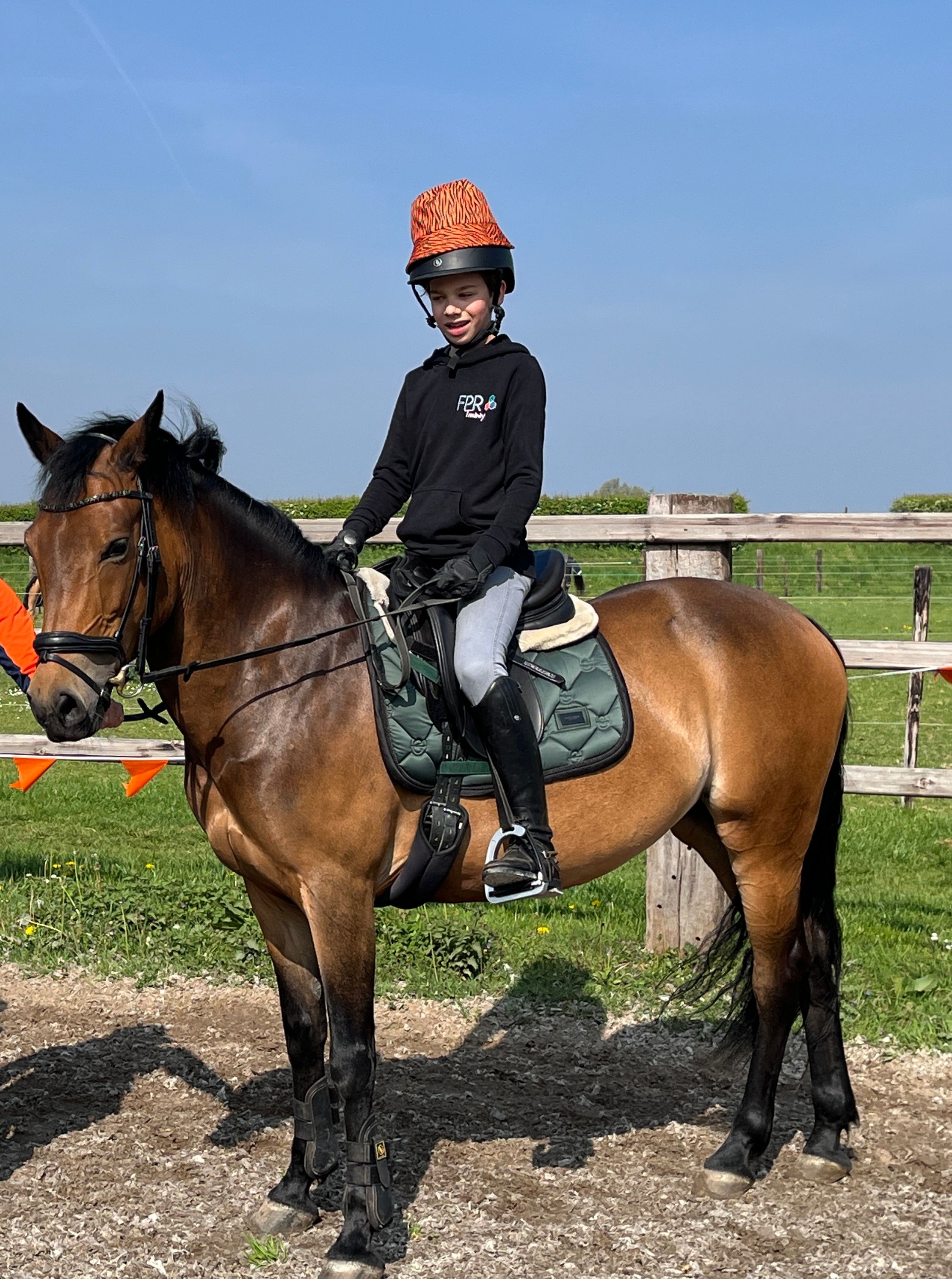 new-forest dressuurpony merrie 11 år til salg - Foto 6