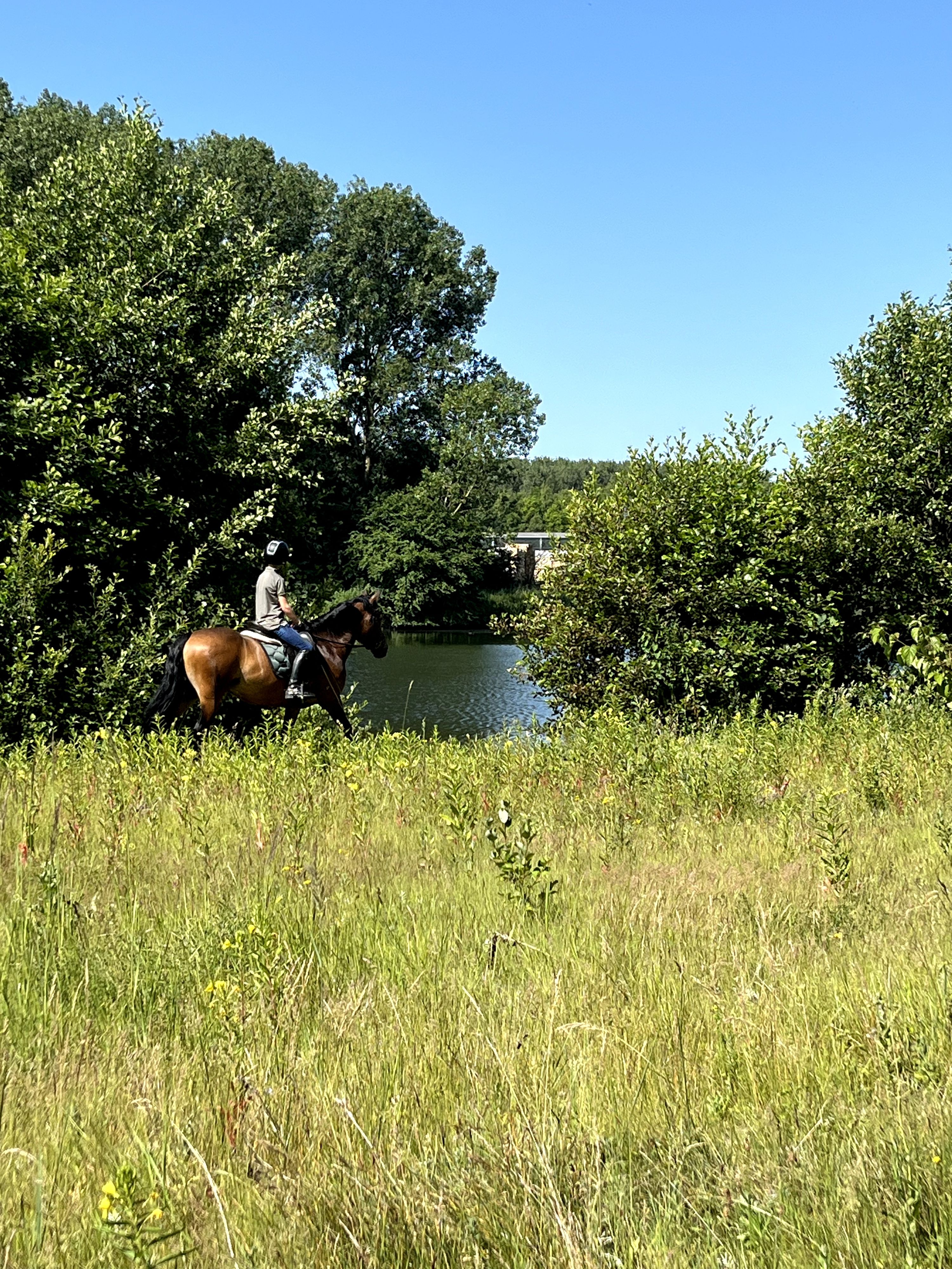 new-forest dressuurpony merrie 11 år til salg - Foto 3