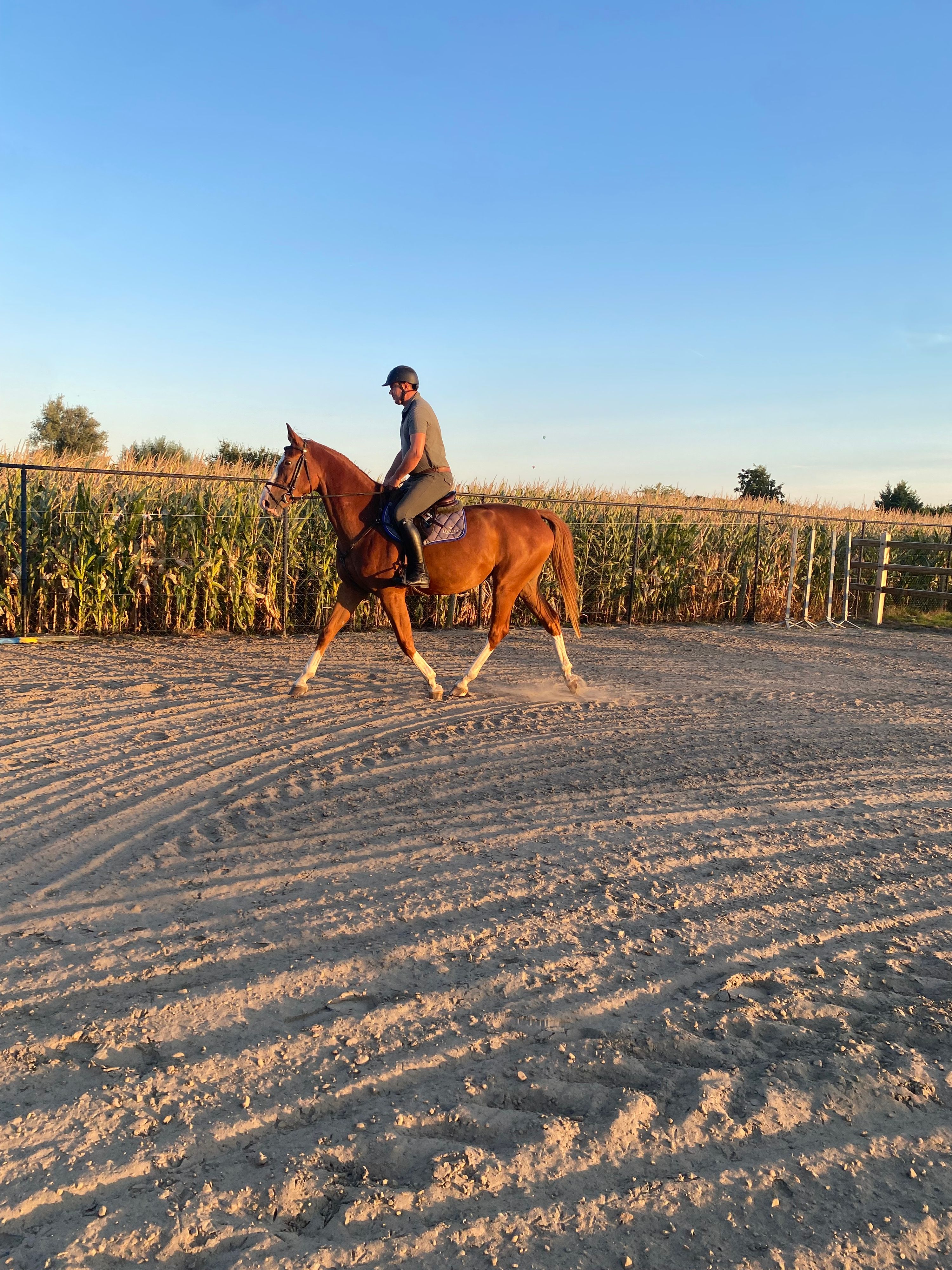 bwp springpaard merrie 5 år vos till salu - Foto 2