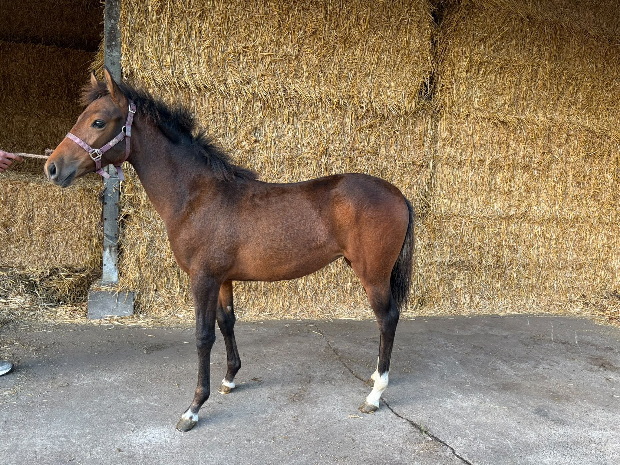 Super cute filly foal!